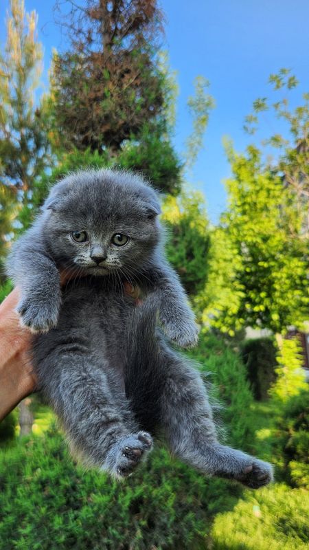 Кошка Scottish fold Кошка Scottish fold