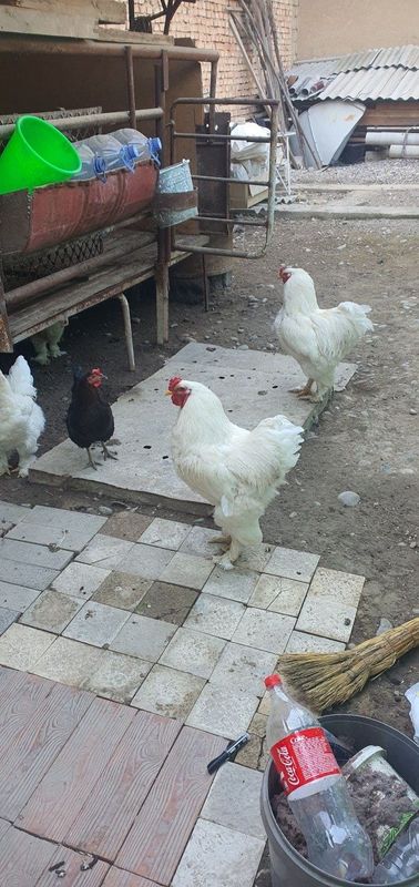 Xoroz sotiladi holatlari zo'r sog'lom 1 yilik horoz tanlab oloraslar. Xoroz sotiladi holatlari zo'r sog'lom 1 yilik horoz tanlab oloraslar.