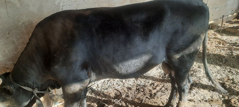 Кора Бука сотилади Кора Бука сотилади