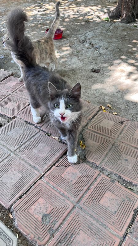 Продам Сибирского кота