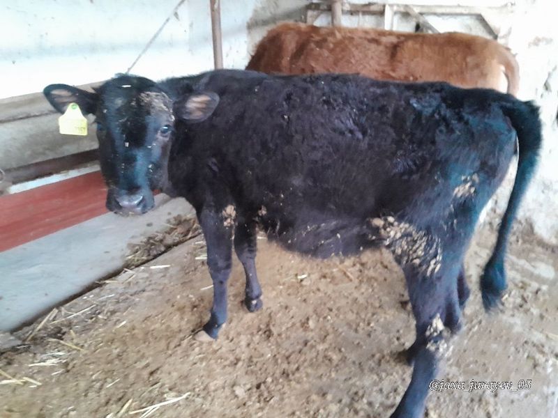 Angus gʻunojincha sotiladi Angus gʻunojincha sotiladi