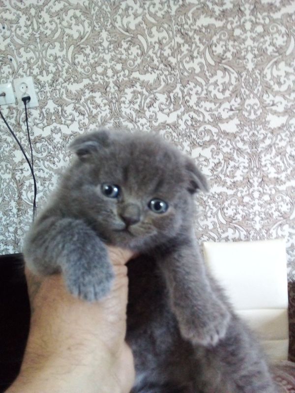 Продается Шотландский котята скоттиш фолд.