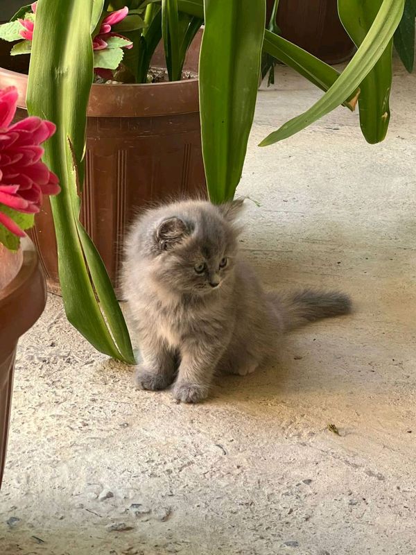 шотландские котята