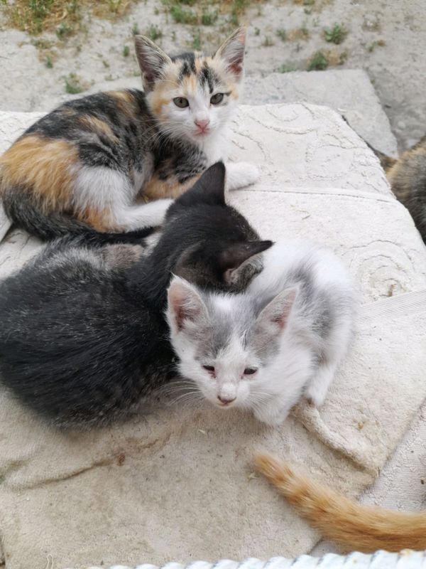 котята в добрые руки котята в добрые руки