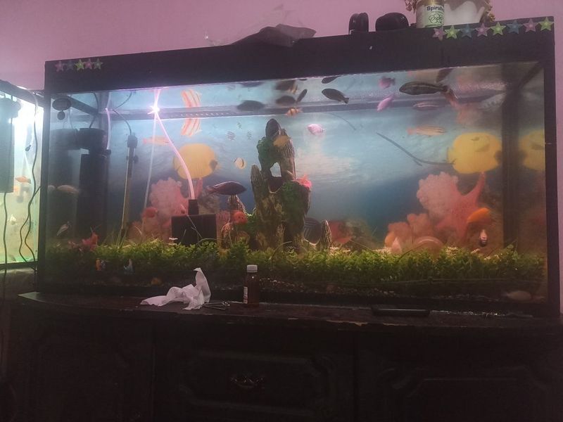 Akvarium baliqlari va akvarium sotiladi 10dan ortiq baliqlar bor