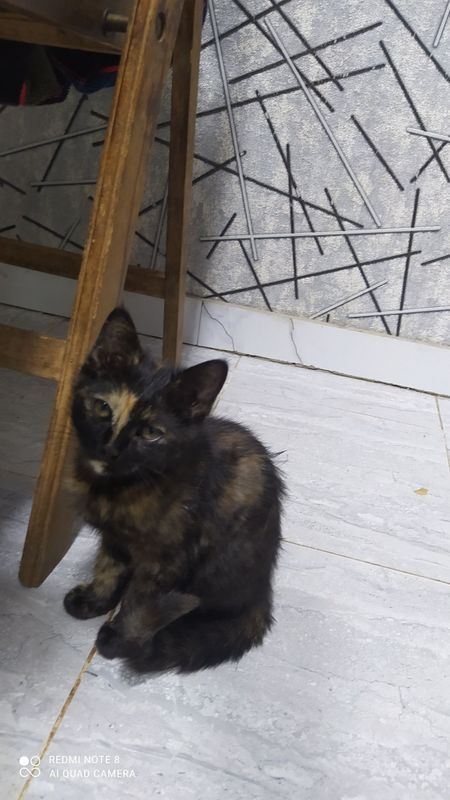 Скотш фолд и скотш страйт Скотш фолд и скотш страйт