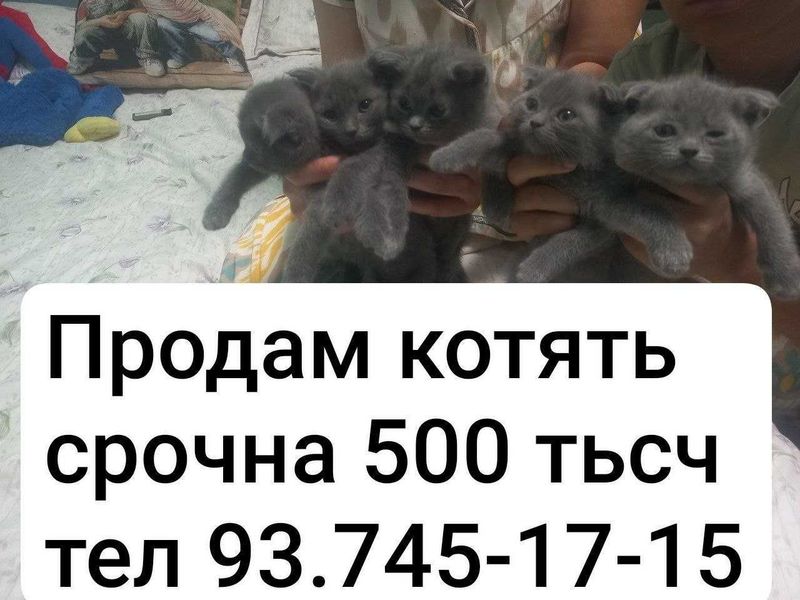 Продаются породистые котята Продаются породистые котята