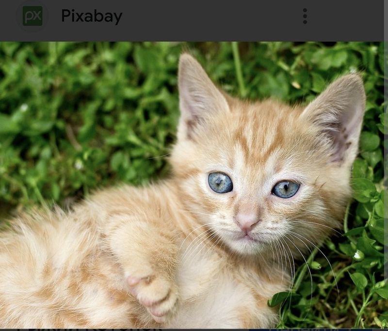 Котенок домашний