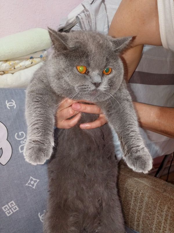 Британский короткошёрстная кот