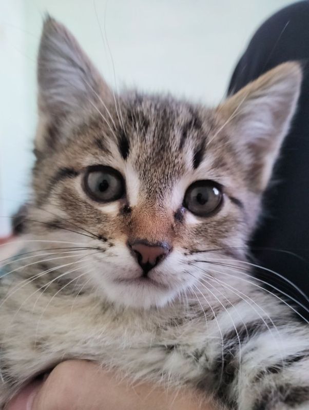 Очаровательный котёнок ищет дом! Очаровательный котёнок ищет дом!