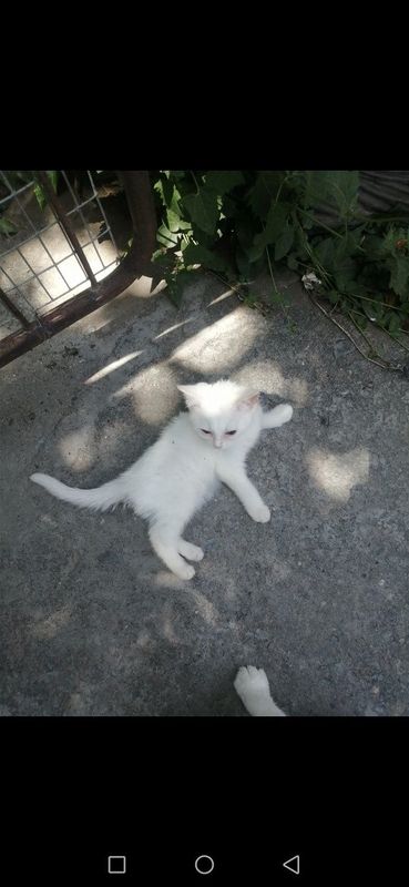 Продаётся котенок . Скотиш. Продаётся котенок . Скотиш.