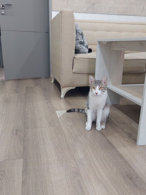 Котёнок мальчик кастрированный Котёнок мальчик кастрированный