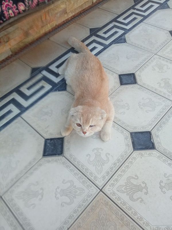 Кошка Skotish Fod Кошка Skotish Fod