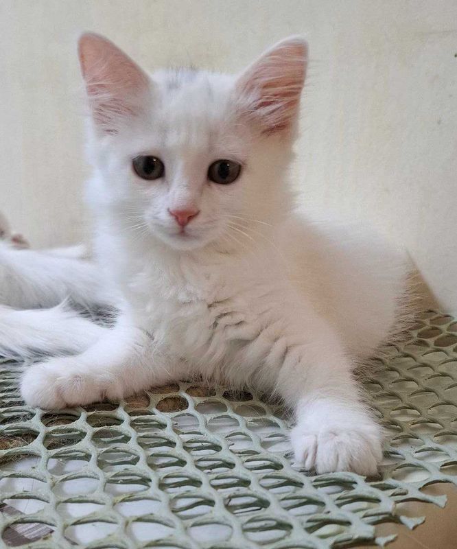 Котенок белая ангорка 2 месяца Котенок белая ангорка 2 месяца