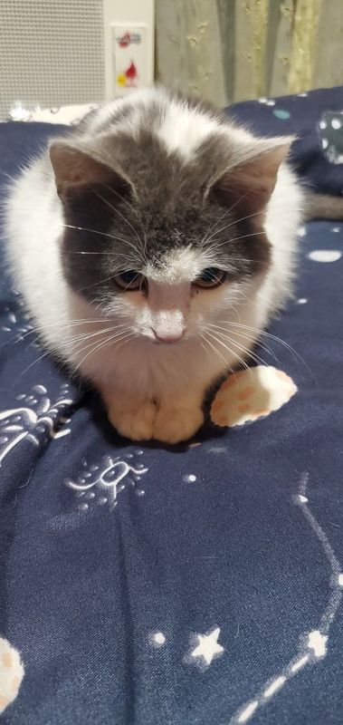отдам даром кота отдам даром кота