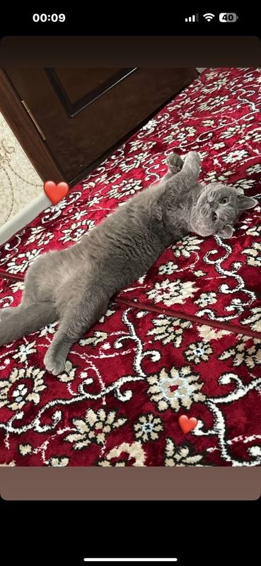 Продойотся!готовая!кошка для разведение Продойотся!готовая!кошка для разведение