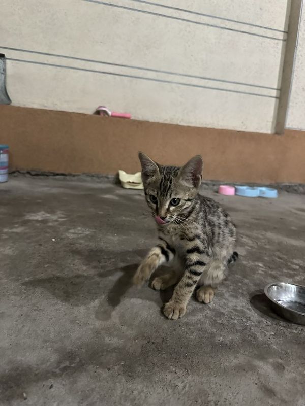 Bengaliskiy 1.5oyli Bengaliskiy 1.5oyli