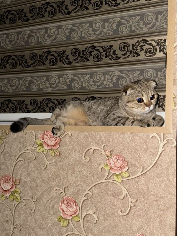 Вязка. Кот шотландский вислоухий Вязка. Кот шотландский вислоухий