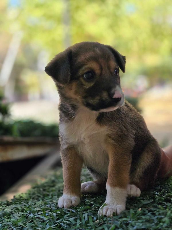 Щенок, 1 месяц, мальчик Щенок, 1 месяц, мальчик