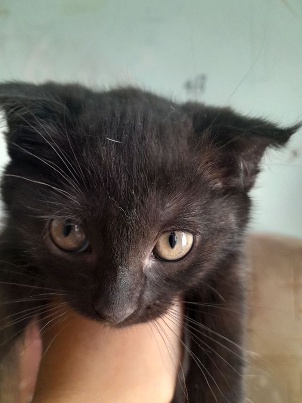 Скотиш фолд чёрний Скотиш фолд чёрний