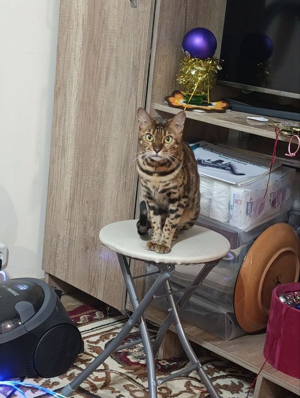 Бенгальские котята.на фото мама и папа котят.2мальчика,4 девочкик Бенгальские котята.на фото мама и папа котят.2мальчика,4 девочкик