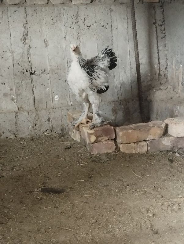 Svetliy brama jujalari sotiladi Svetliy brama jujalari sotiladi