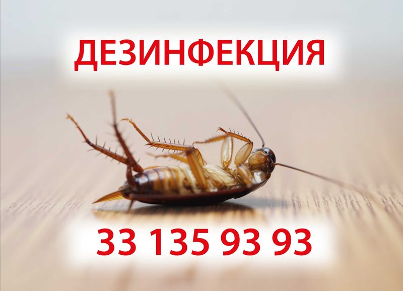 ДЕЗИНФЕКЦИЯ ДИЗЕНФЕКЦИЯ 24/7. Клопы, тараканы, комары, скорпионы, мухи ДЕЗИНФЕКЦИЯ ДИЗЕНФЕКЦИЯ 24/7. Клопы, тараканы, комары, скорпионы, мухи