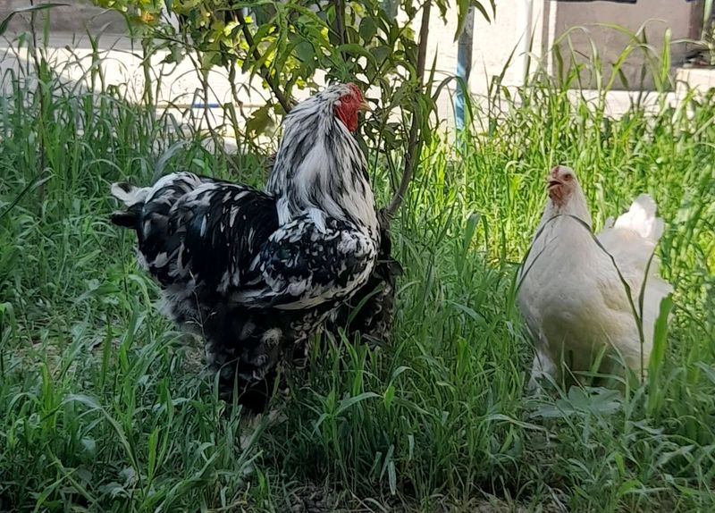 Brama Mramir xuroz tovuqlar Brama Mramir xuroz tovuqlar