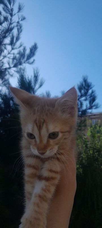 Mushukcha kichkina Mushukcha kichkina