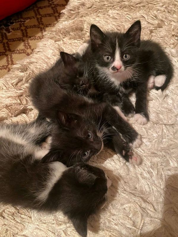 котята в добрые котята в добрые