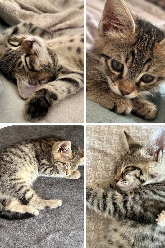Котенок, отдам даром в хорошие руки Котенок, отдам даром в хорошие руки