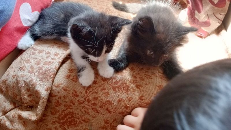 Отдам в добрые ручки милых котят Отдам в добрые ручки милых котят