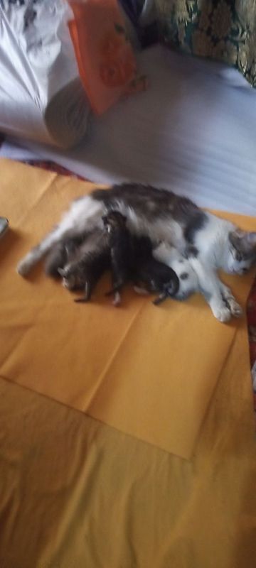 Котята и кошка в добрые Котята и кошка в добрые