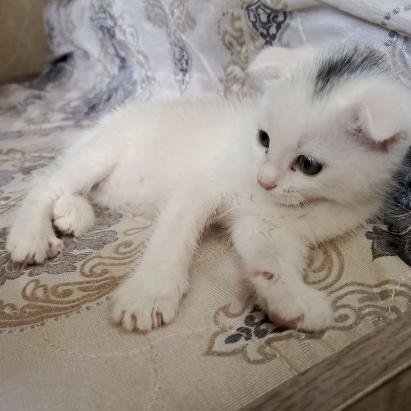 Продаются котята Продаются котята