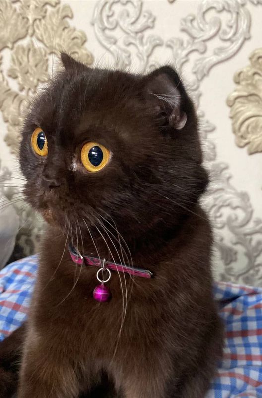 Кошка Американский керл Кошка Американский керл