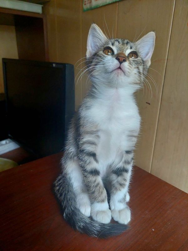 Котята в добрые руки Котята в добрые руки