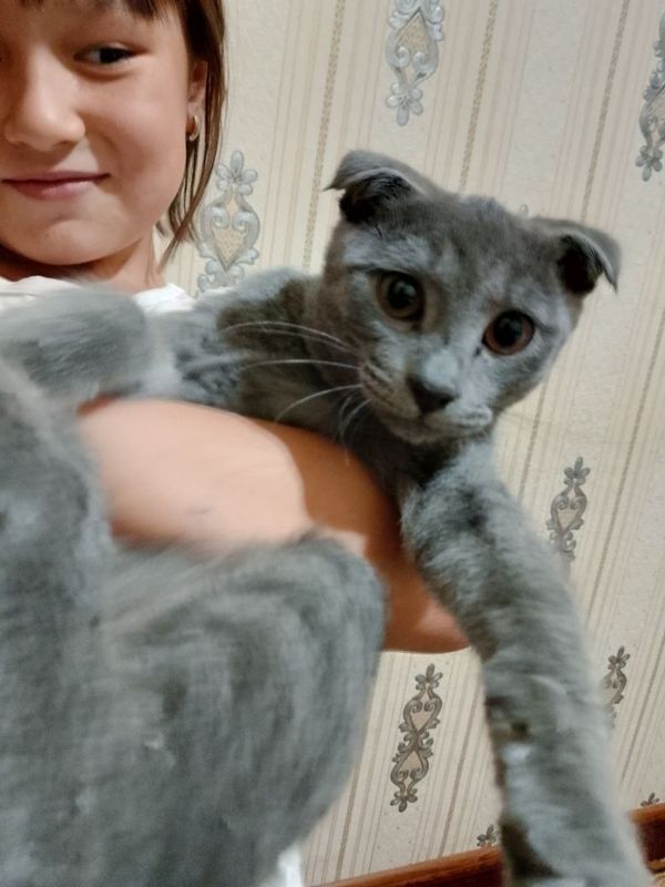 Mushuk bolasi sotiladi