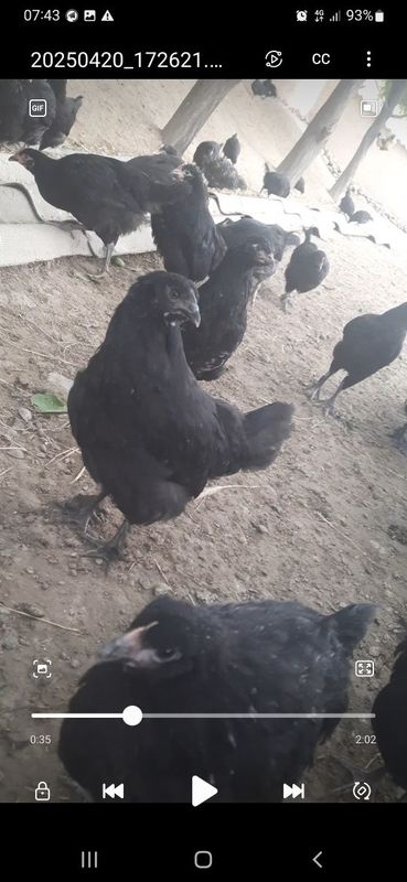 Jojala sotiladi.. Jojala sotiladi..