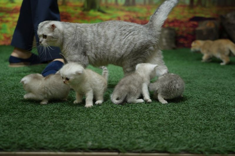 Продаётся котята британский серебристый шиншилла