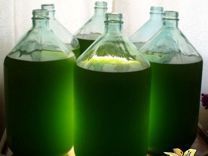 Хлорелла сувўти Chlorella Vulgaris