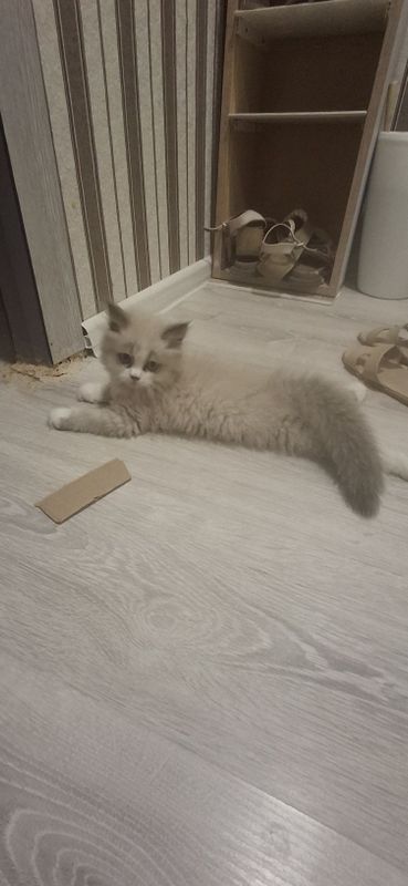 Продаётся котенок Продаётся котенок