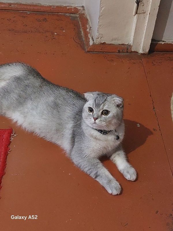 Шотландский вислоухие котята Шотландский вислоухие котята