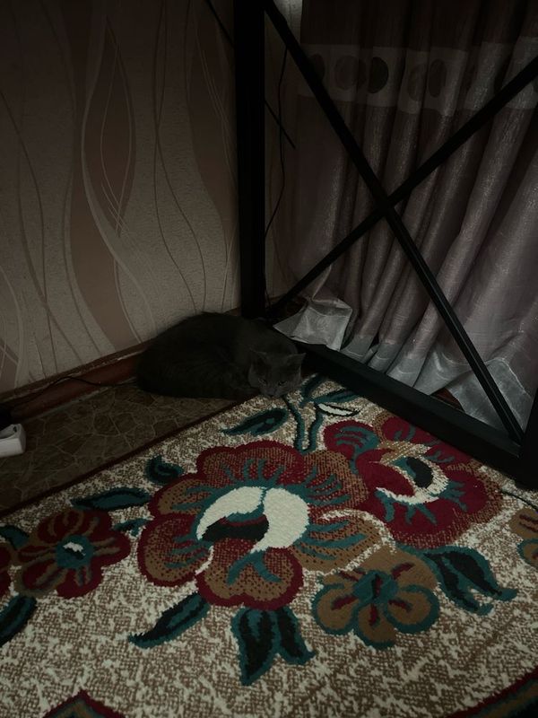 Коштенок отдам Даром Коштенок отдам Даром