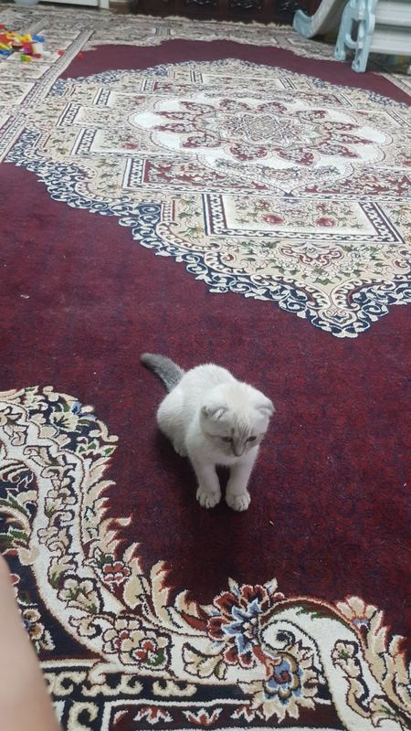 Кошка. Мушук скотш фолд Кошка. Мушук скотш фолд