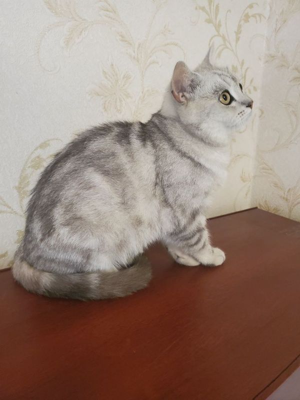 Мушук шиншилла.скоттиш страйт Мушук шиншилла.скоттиш страйт