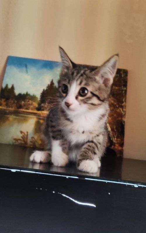 Котёнок, 2,5 месяца домашний Котёнок, 2,5 месяца домашний