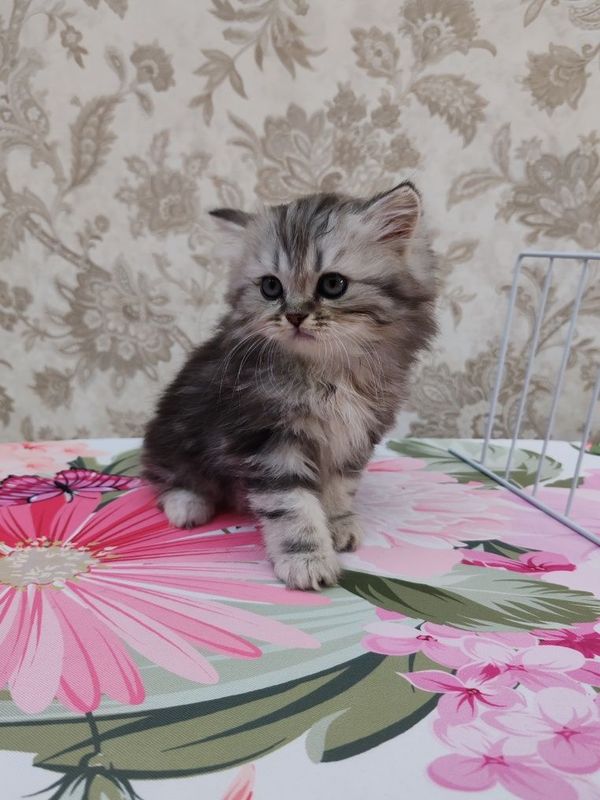 Продаются котята 150 $ Продаются котята 150 $
