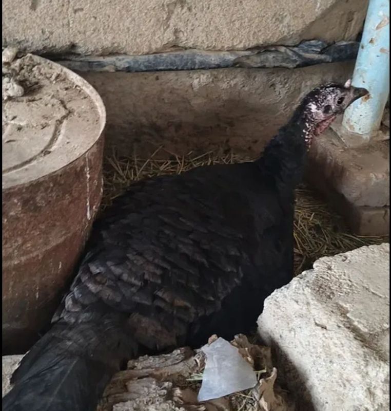 Kurk induklar kurkalar 4 ta Kurk induklar kurkalar 4 ta