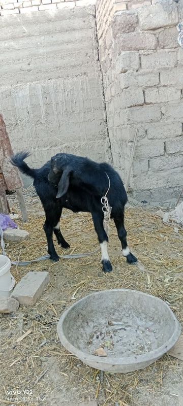 Semiz echkicha sotiladi