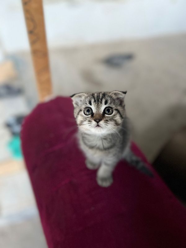 Очаровательный котенок девочка Очаровательный котенок девочка